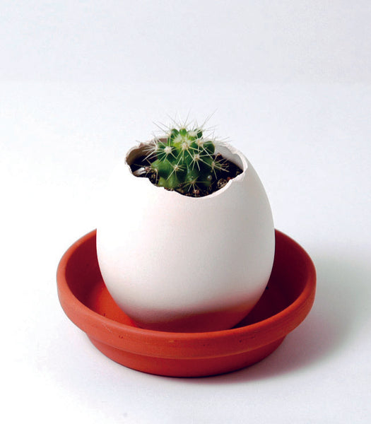 Eggling Cactus