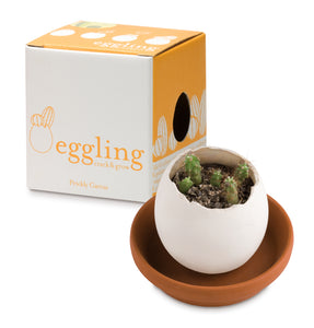 Eggling Cactus with Box