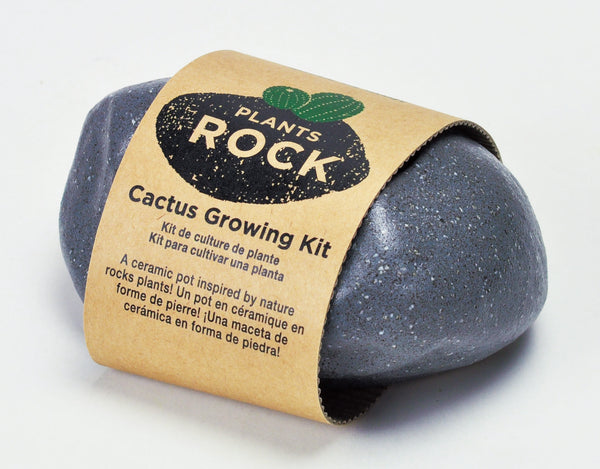 Plant Rock Cactus in Grey